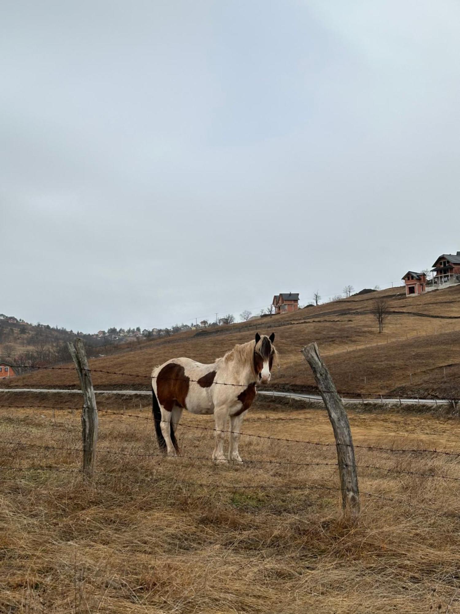 Wild Nest Zlatibor Bear Exterior foto